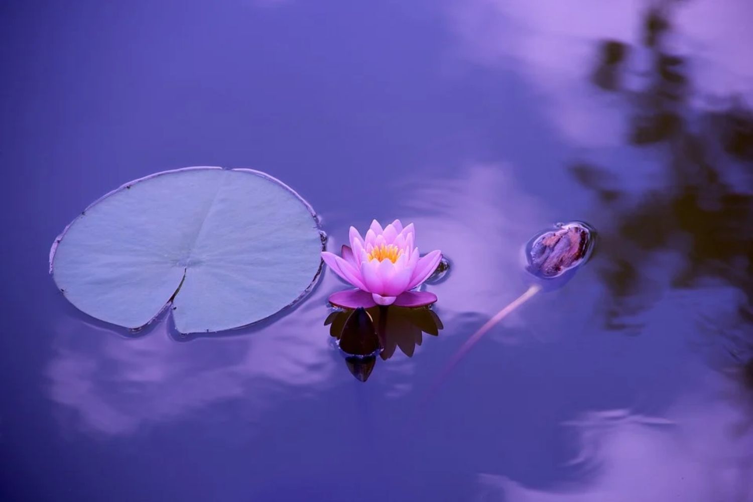 Website Image