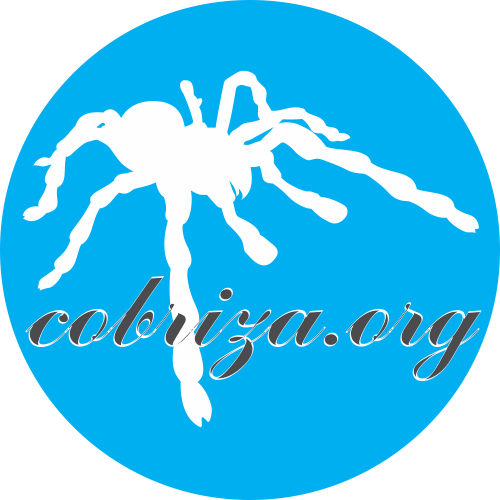 Website Image