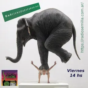 barritando