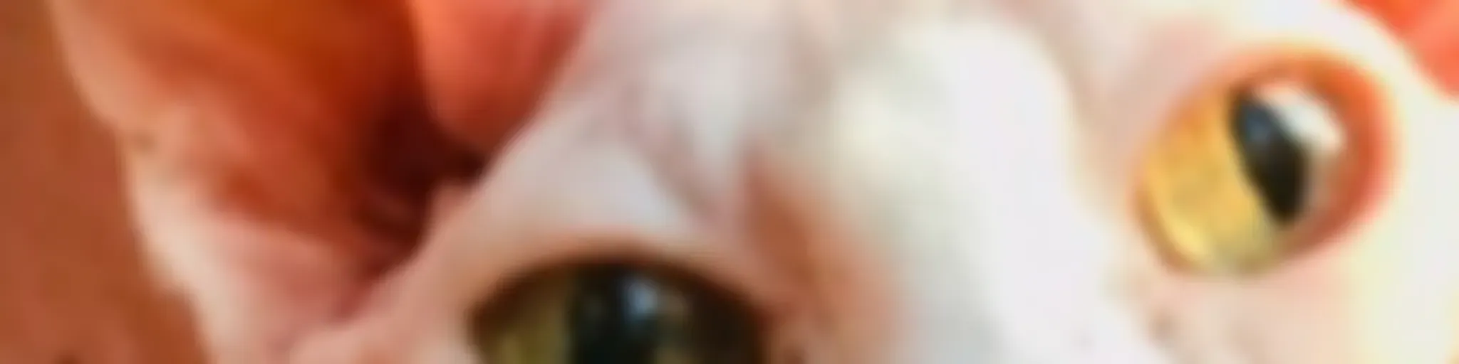 Optimistic In Black : The PodCAT 100% cruelty-free, never edited & LGBTQ+    (French and English)