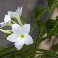 O tempo Charles Alexandre