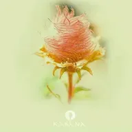 Meditación de los 6 puntos.