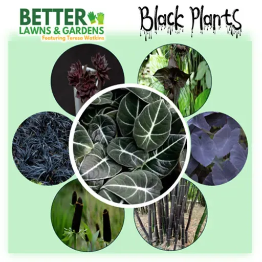 S2 Ep395: Better Lawns and Gardens - Hour 1 Black Plants October 25, 2025