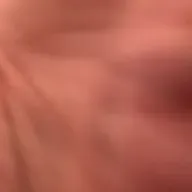 Los murciélagos pachuchos