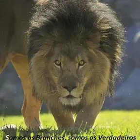 Rádio Web Internacional Os Branches