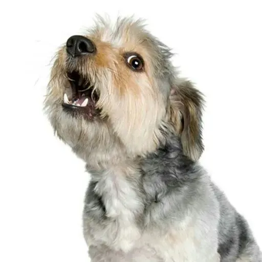 Sonido de ladrido de perro (pequeño)