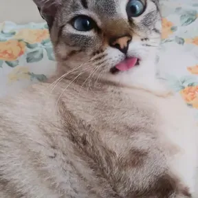 Jean Carlos