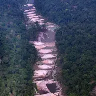 Ibama suspende atividades de 32 madeireiras suspeitas de comércio irregular de madeira da Amazônia Legal em MG