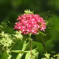 Carol Ferreira: plantas, dicas e histórias
