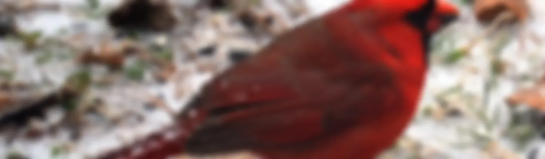 Any Bird Any Body