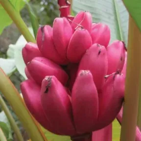 Pink Banana