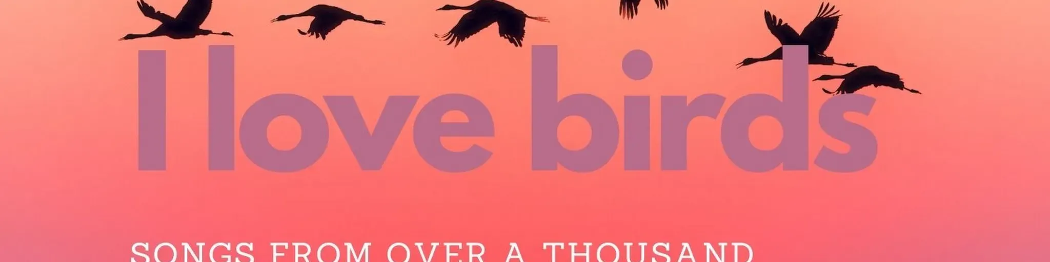 I love birds
