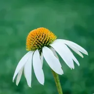 Mediumship Transmission from the Higher Self of "Madam". S16. Ep4.