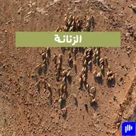 الزنانة