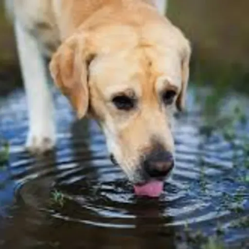 Sonido de perro tomando agua / dog drinking water