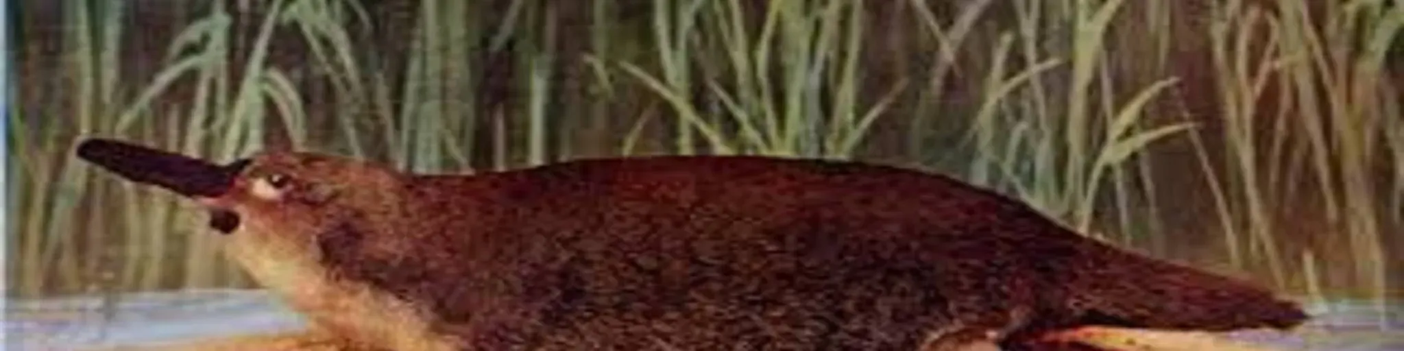 Platypus Radio MIx