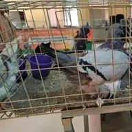 Rediffusion : Les défis de l’élevage de pigeons chez les jeunes à Niamey