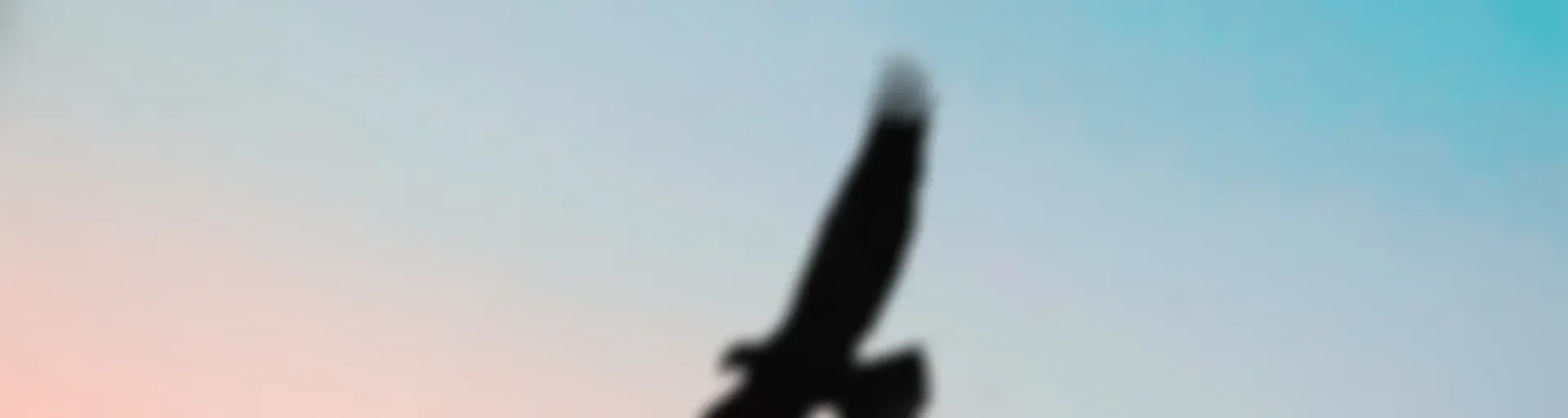 Arknida Podcast Tutorials