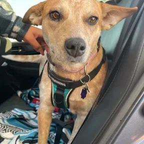 K9 ROO Sounds of the Season