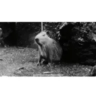 #116: Birra Metafísica (ou Holy Capivara)