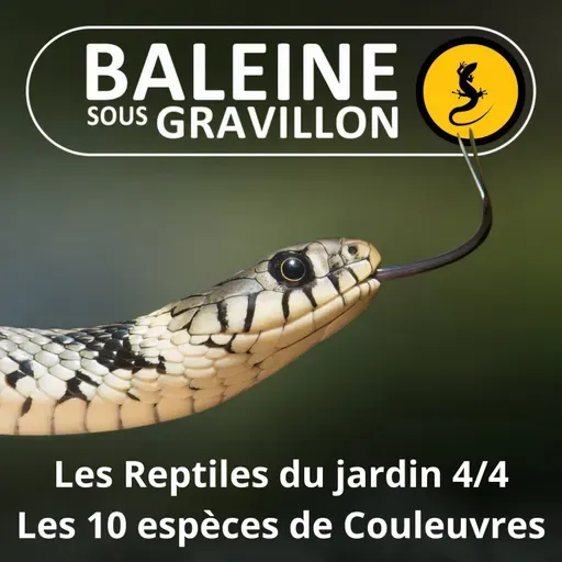 BEST OF D'ÉTÉ #08 Les Reptiles du jardin 4/4 : Les 10 espèces de Couleuvres
