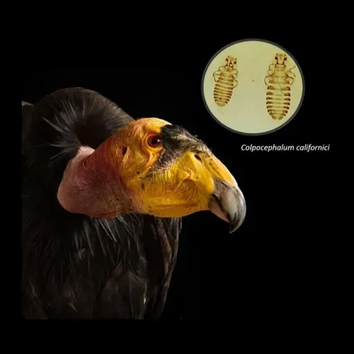 La Brújula de la Ciencia s14e17: El declive de los insectos, una extinción silenciosa