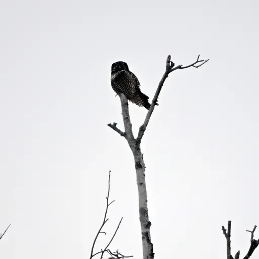This ‘fairyland’ bog is a beacon for winter birders – and a sponge for the climate