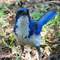 How Jays Helped Restore an Oak Forest