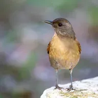 Os sabiás de madrugada