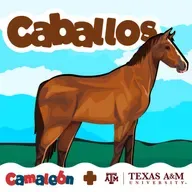Caballos: cómo duermen sin caerse y otras curiosidades 🤯🐴