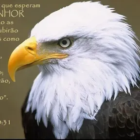 IMPACTO GOSPEL