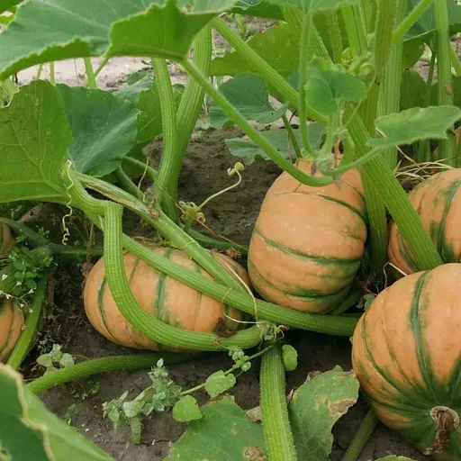 Первое, второе, третье… и латте. Что можно приготовить из тыквы?