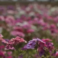 Homem morre em confronto com a polícia no Bruno Bacelar
