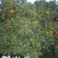 LO HARÍA O NO LO HARÍA