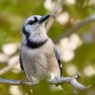 BirdNoir: That Raptor’s an Impostor!