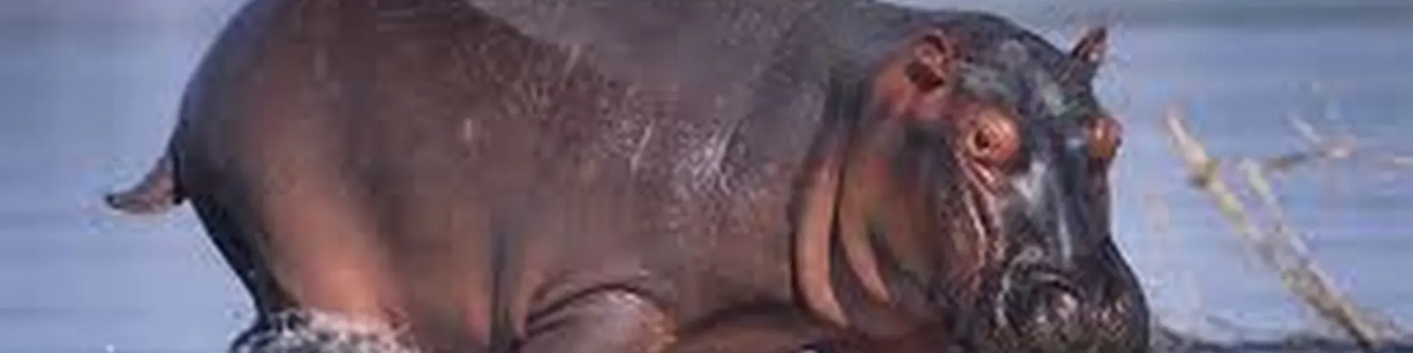 hippo radio