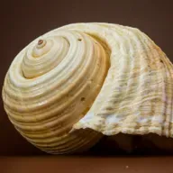 ¿Porqué se escucha el mar en los caracoles? 