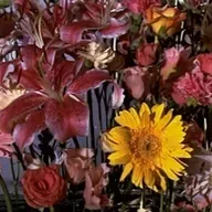 Veinticuatro años y un día #2. Géneros: 'La acción expresada'