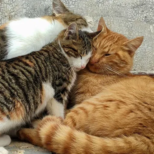 #258 - Paano maging kuntento sa buhay?