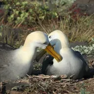 The Power of Albatross Partnerships