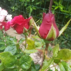 serata wendi 2.7.2021