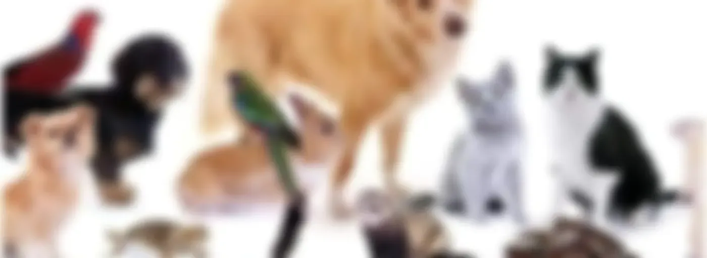 Mundo Animal