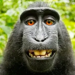 MONOS MACACOS