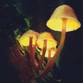 Shroom Talk