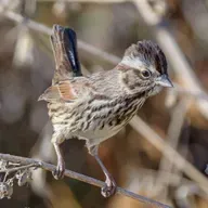 Why Do Birds Flick Their Tails?