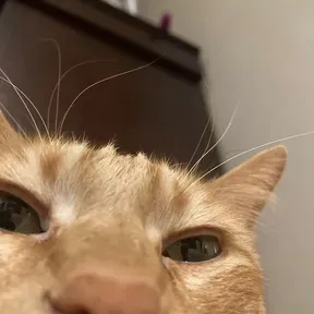 Floofey Cat FM