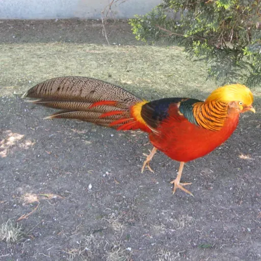 EP 206: Ecuador- The Golden Hen; The Desire Of The Rocks (Conde)
