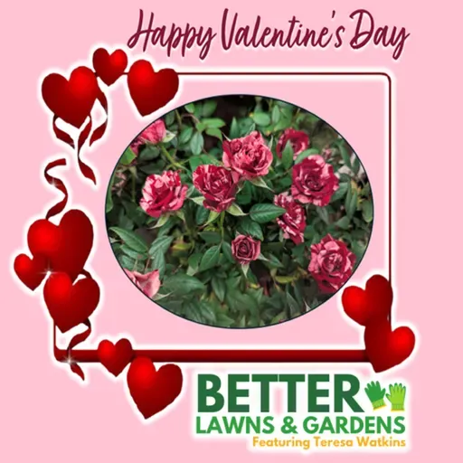 S2 Ep427: Better Lawns and Gardens - Hour 1 Valentine's Day February 14 2026