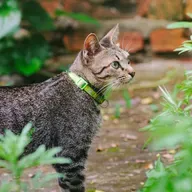 Parte 2: plantas tóxicas para os pets!