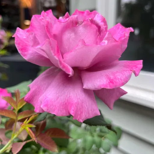 Nature and Nurture: Poetry Readings to inspire you Katische Haberfield solo episode